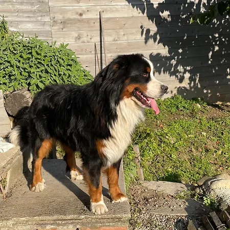 La Casa Di Noah בית נופש *