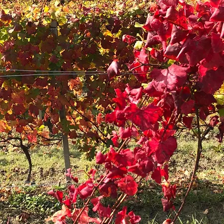 La Casa Di Noah בית נופש Bene Vagienna
