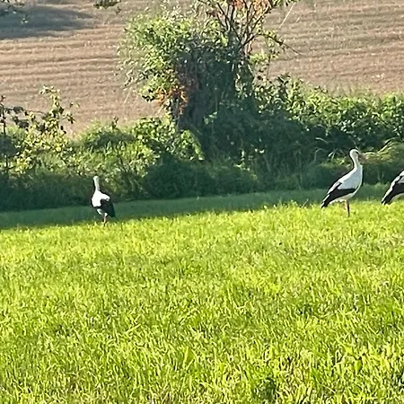 La Casa Di Noah Lequio Tanaro