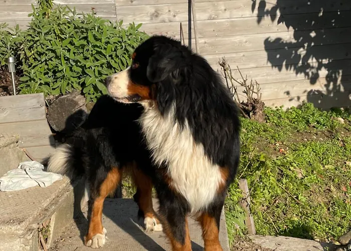 La Casa Di Noah * Lequio Tanaro