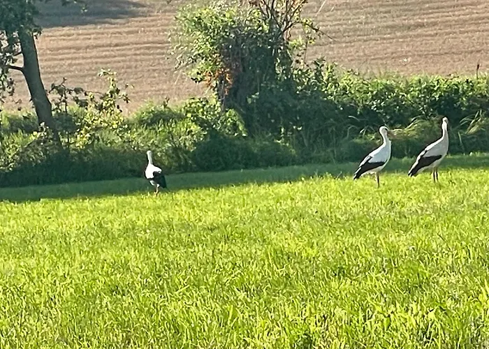 La Casa Di Noah Lequio Tanaro